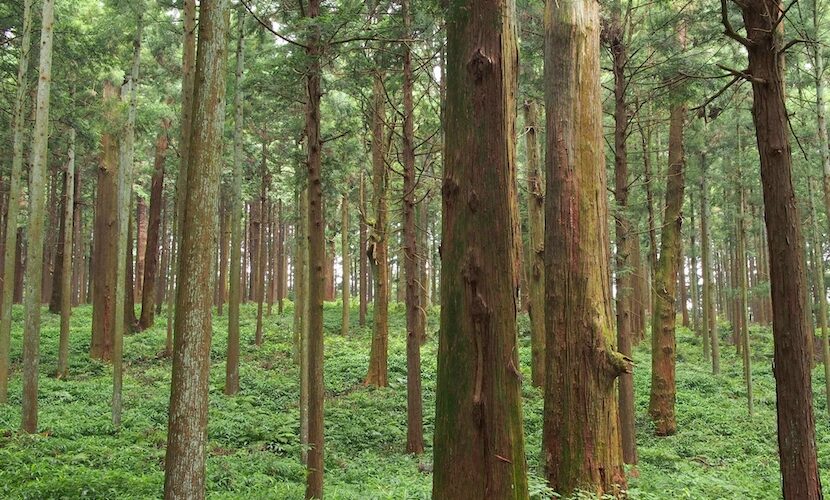日本に多いスギの木 実際に行なったスギ花粉症の対策 Kasyu Biochem 佳秀バイオケム