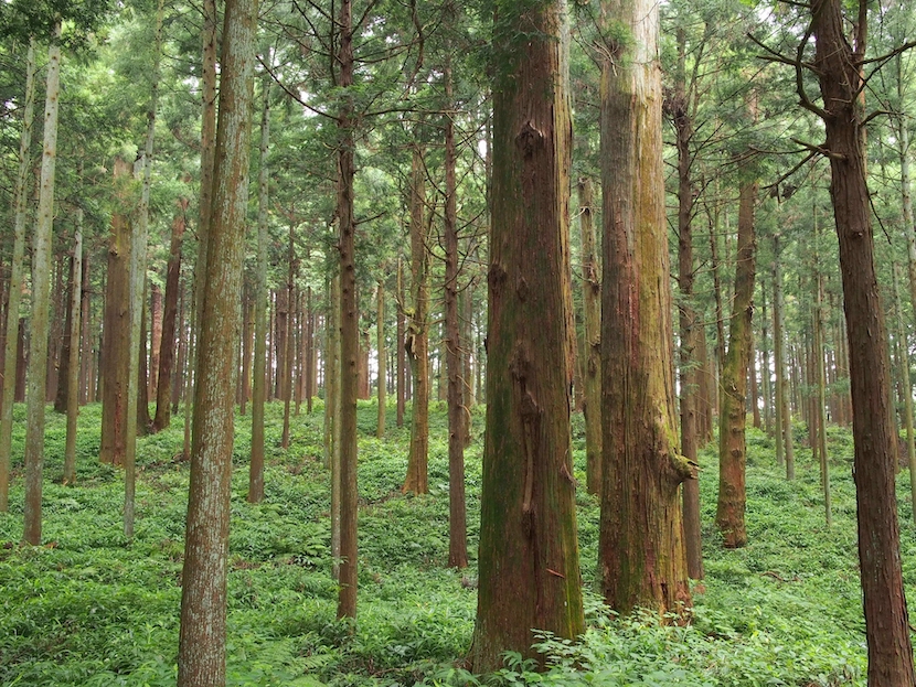 日本に多いスギの木|実際に行なったスギ花粉症の対策 | KASYU Biochem(佳秀バイオケム)